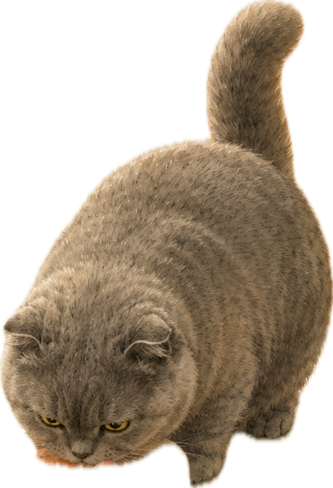 厨房猫咪