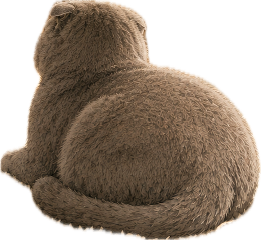 客厅猫咪